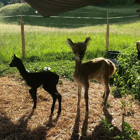 Myapart * Γιόχμπεργκ